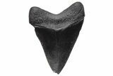 Fossil Megalodon Tooth - South Carolina #233711-1